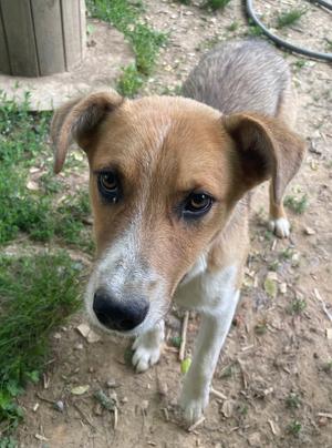 Fritz, Cattle Dog, young, available for adoption