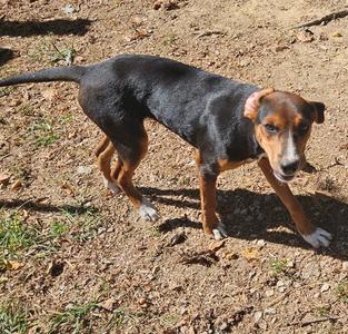 Fergie, Feist / Hound, puppy, available for adoption