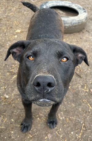 Max, Labrador Retriever, adult, available for adoption