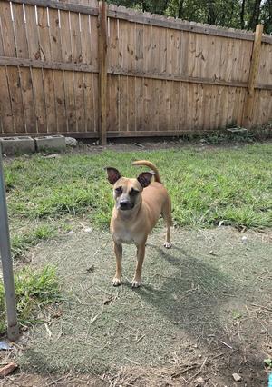 a brown dog standing in a grassy yard
