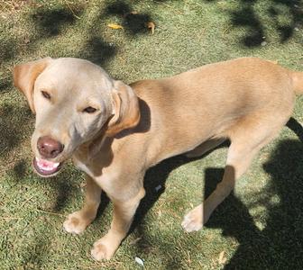 Fig, Feist / Hound, puppy, available for adoption