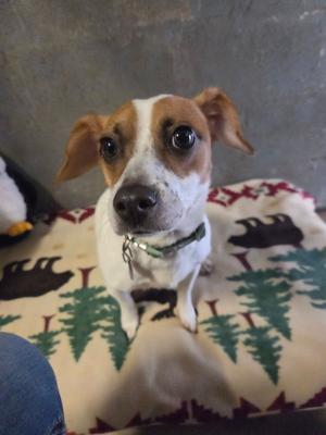A brown and white dog sitting on a patterned blanket with a green collar.