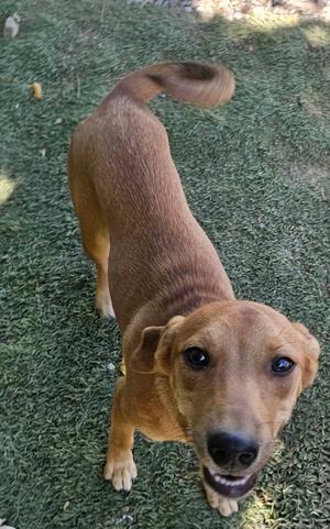 A brown dog with a curly tail standing on grass, looking up at the camera.