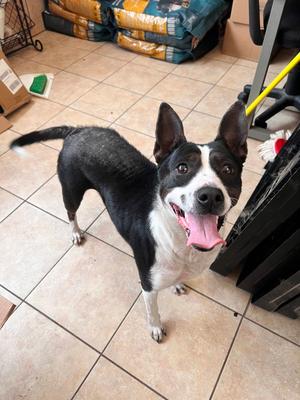 Kaia, Terrier, adult, available for adoption