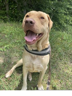 Cade, Labrador Retriever / Boxer, adult, available for adoption