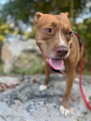 Chloe, Staffordshire Bull Terrier, adult, available for adoption