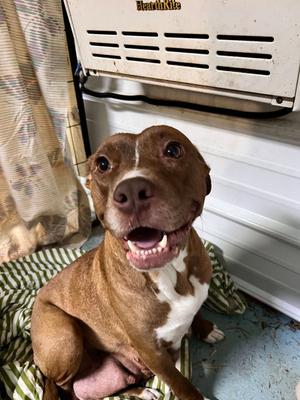 Chloe, Staffordshire Bull Terrier, adult, available for adoption