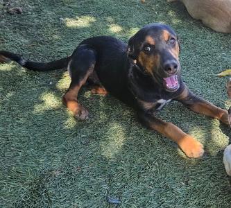 A black and brown dog lying on green artificial grass, looking up with its mouth open and tongue out.