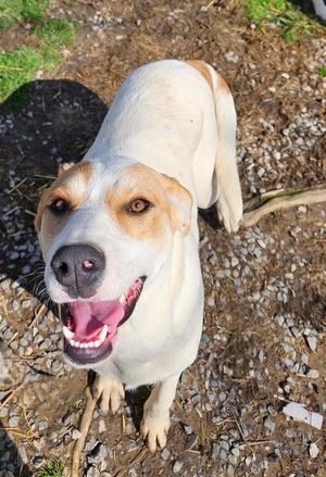 Lyra, Coonhound / Great Pyrenees, adult, available for adoption