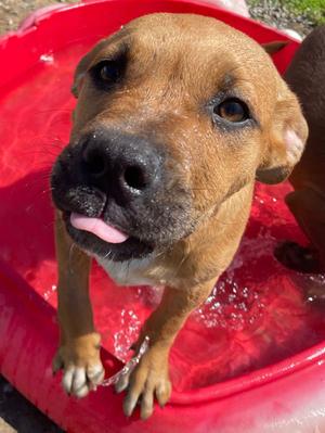 Jumbo, Hound / Labrador Retriever, young, available for adoption