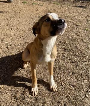 Fisher, Great Pyrenees	 Mix, young, available for adoption