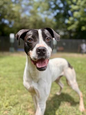ATLAS, Lab Mix/Hound mix, adult, available for adoption