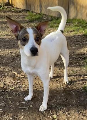 Ethel, Terrier/Lab Mix, young, available for adoption