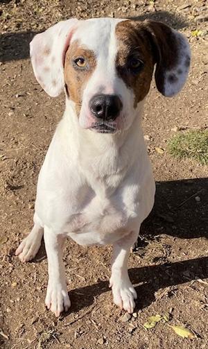 Daisy, Hound mix, senior, available for adoption