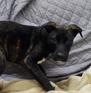 Crispin, Lab Mix, young, available for adoption