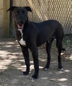 Bailey, Lab Mix, young, available for adoption