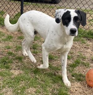 Gouda, Lab Mix/Hound mix, adult, available for adoption