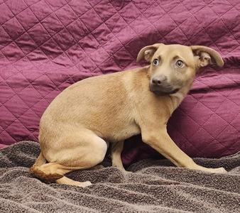 Blair, Lab Mix, young, available for adoption