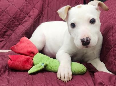 Dino, Lab Mix/Terrier Mix, young, available for adoption
