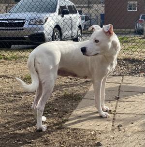 A white dog with floppy ears stands on a paved area outdoors, with a car and a fence in the background.