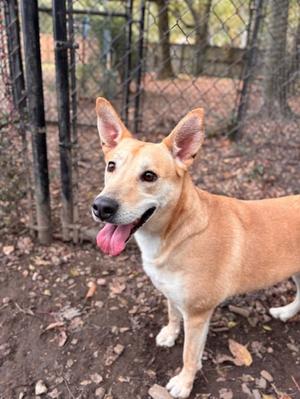 BELA, Shepherd Mix, senior, available for adoption