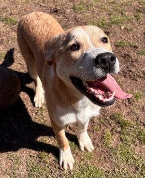 Aiden (Harry), Great Pyrenees	 Mix, adult, available for adoption