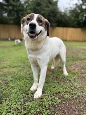 Bonnie, Anatolian Shepherd/Lab Mix, adult, available for adoption