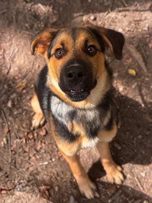 Boudin, Shepherd Mix, puppy, available for adoption