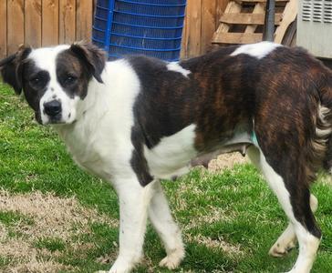 Asiago, Lab Mix/Border Collie Mix, adult, available for adoption