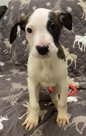 Adan, Hound mix, young, available for adoption