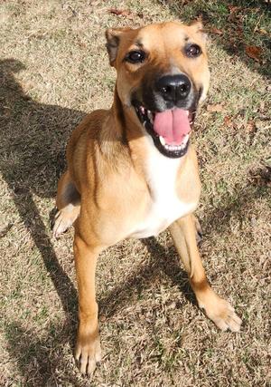 Beverly (Lucy), Shepherd Mix, young, available for adoption