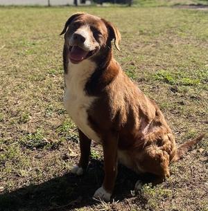 COCO PUFF, Lab Mix/Border Collie Mix, senior, available for adoption