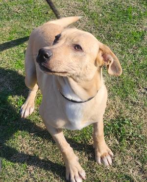 Elmer, Lab Mix, adult, available for adoption