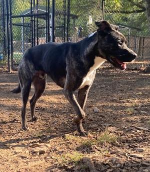 Han Solo, Lab Mix, adult, available for adoption