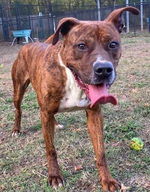 Edward, Boxer Mix, adult, available for adoption