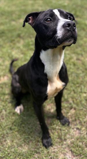 Butch, Lab Mix, adult, available for adoption