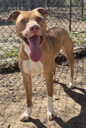 AMELIA (Millie), Lab Mix, adult, available for adoption