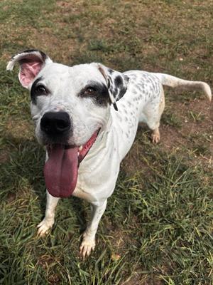 Halligan, Dalmatian/Shepherd Mix, adult, available for adoption
