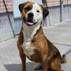 Nala, Terrier, Pit Bull, adult, available for adoption
