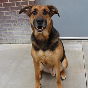 Chase, Shepherd, German, adult, available for adoption