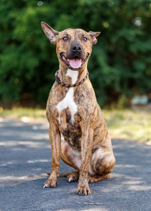 Gold Rush, adult, available for adoption
