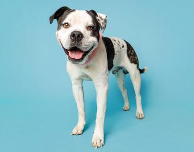 Bruce, adult, available for adoption