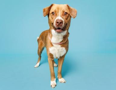 Keiko, young, available for adoption