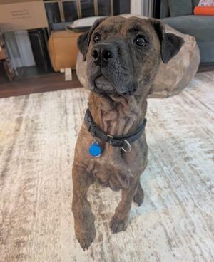 Melinda, adult, available for adoption