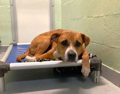 Junebug, adult, available for adoption