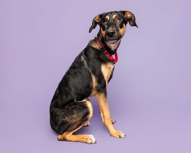 Jessica, German Shepherd Dog, young, available for adoption