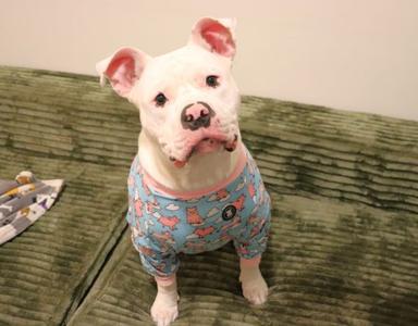 Pumba, young, available for adoption