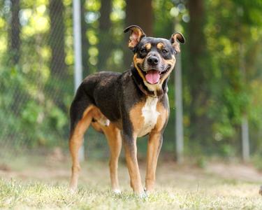 Drum Major, adult, available for adoption
