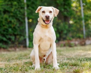 Arnold, Labrador Retriever, adult, available for adoption