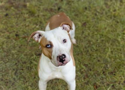 Pluto, adult, available for adoption